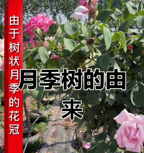 晋中树状盆栽月季的最佳种植时间是什么时候？