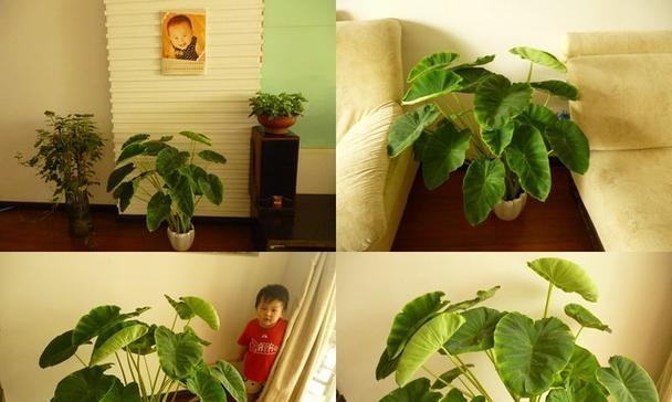 芋头发芽盆栽种植的正确方法是什么？