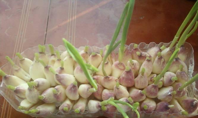芋头发芽盆栽种植的正确方法是什么？