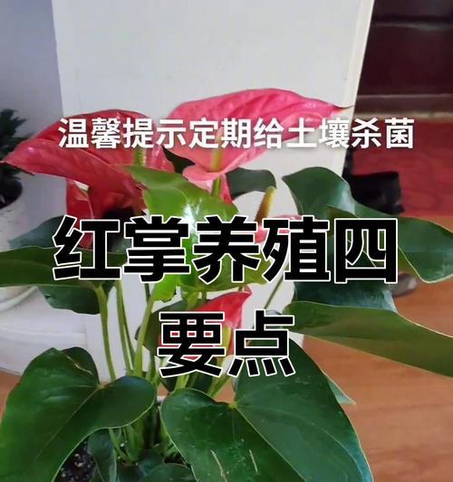 智利红玫瑰的养殖方法有哪些？