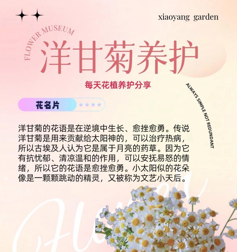月桂树盆栽濮阳哪里有售？价格如何