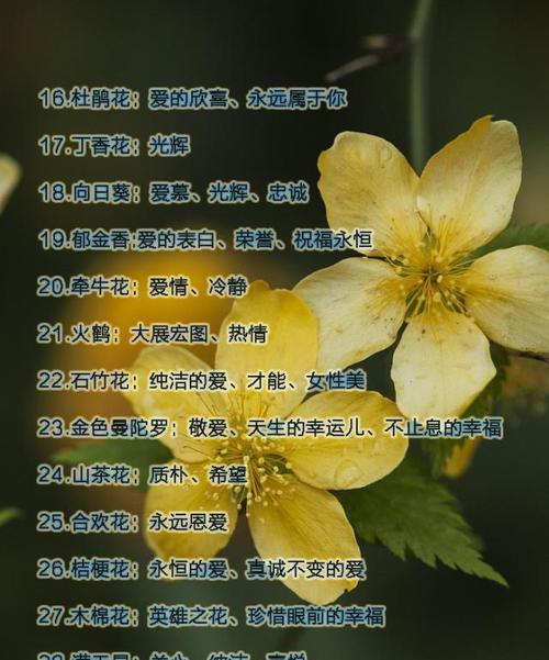 芋头盆栽会开花吗？开花的条件是什么