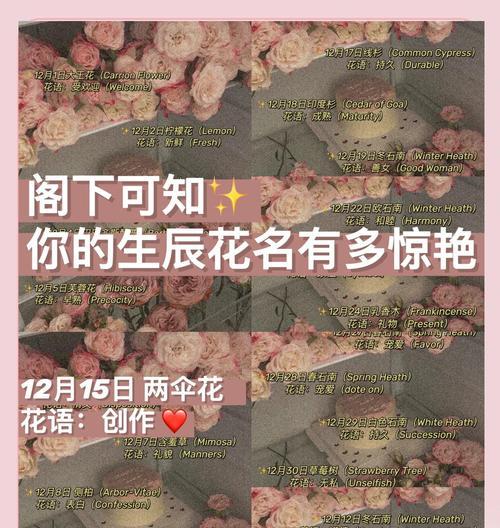 山东月桂树盆栽的品质如何？哪里可以购买