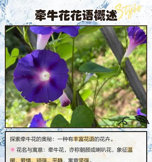 仿真月桂盆栽哪家更香？如何挑选