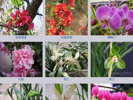 月桂树盆栽大号的尺寸是多少？适合放在哪里