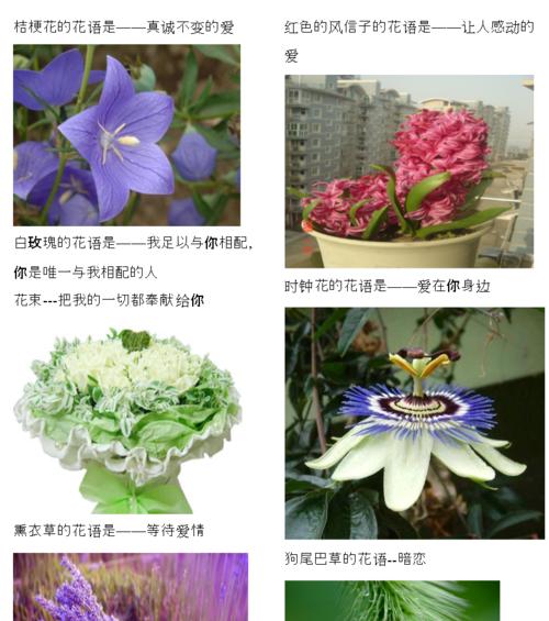 月桂树楼房能盆栽吗？有哪些注意事项