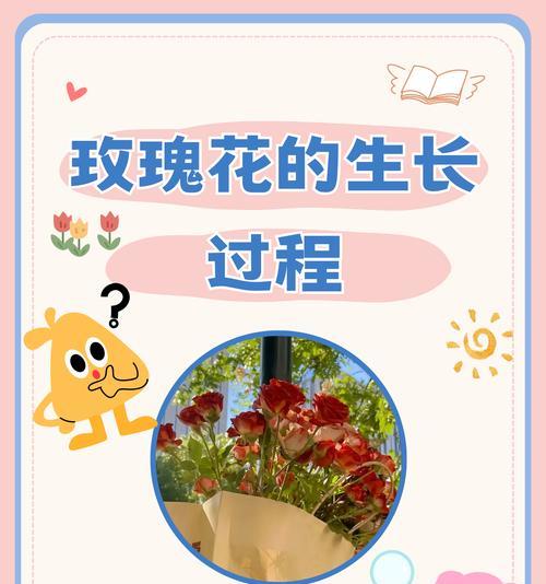 如何促进玫瑰花苞的增多？