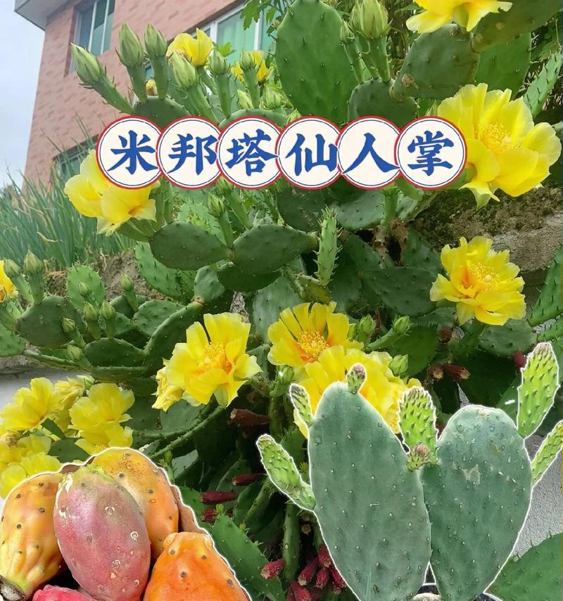 翡翠仙人掌的最佳养殖方法是什么？