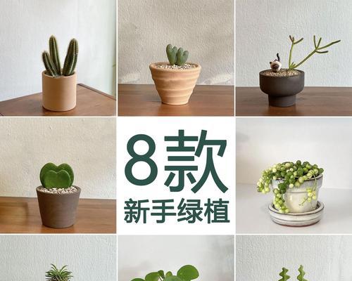 翡翠仙人掌的最佳养殖方法是什么？