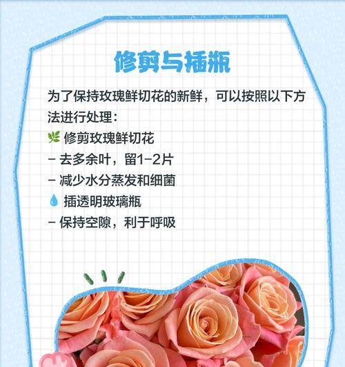 剪枝后的玫瑰花应如何养殖？