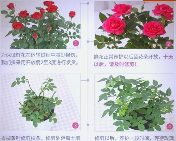 剪枝后的玫瑰花应如何养殖？