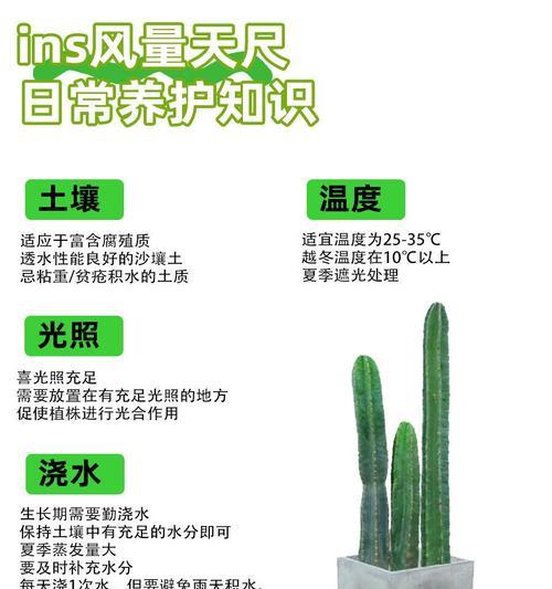 新入手的仙人掌应如何进行养护？