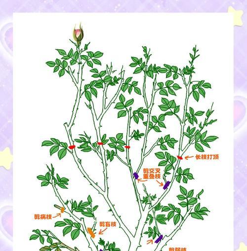 未修剪的玫瑰花应如何正确处理？