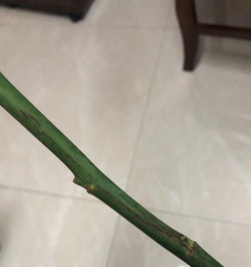 未修剪的玫瑰花应如何正确处理？