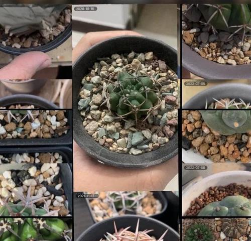淘花缘仙人球的养殖难度和方法是什么？