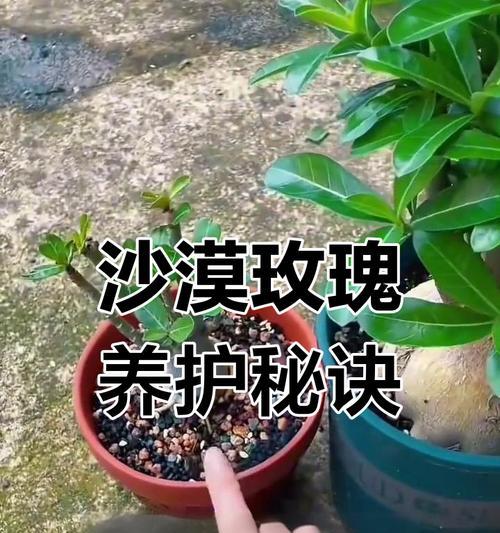 玫瑰花种植有哪些更好的技巧？