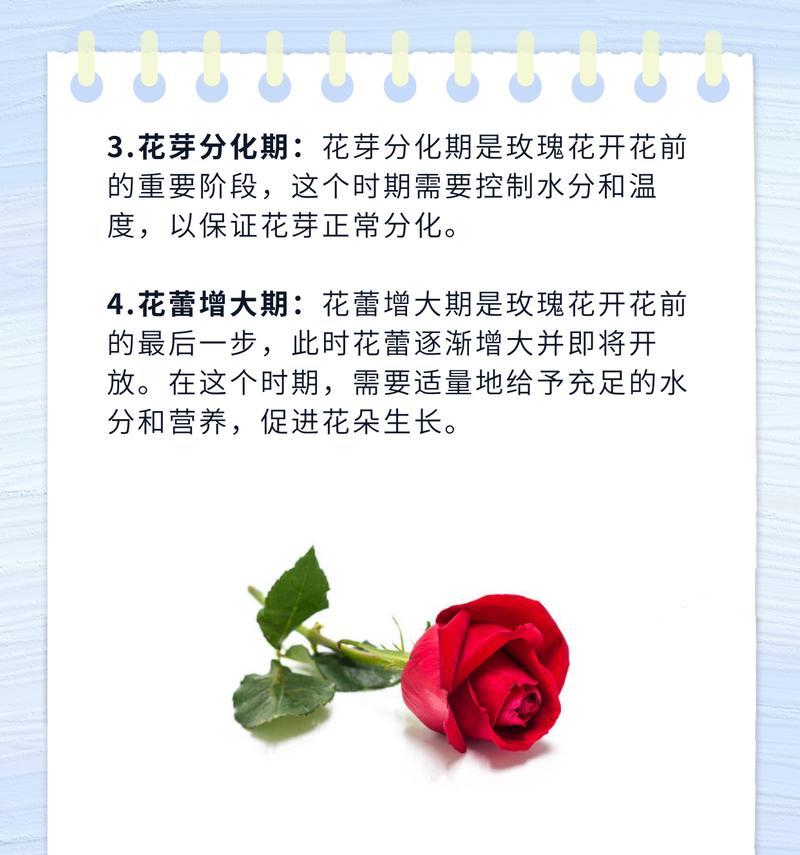 玫瑰花种植有哪些更好的技巧？