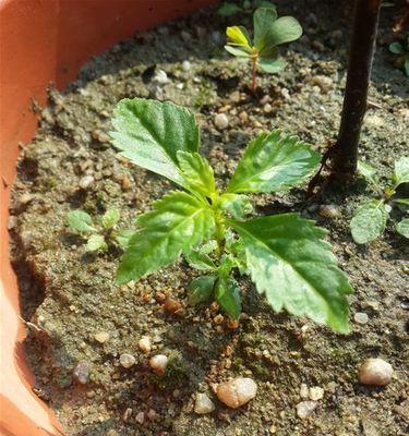 玫瑰花顶籽后应如何进行管理？