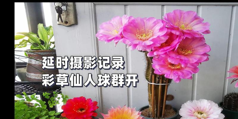 彩草仙人球扦插后如何确保成活率？