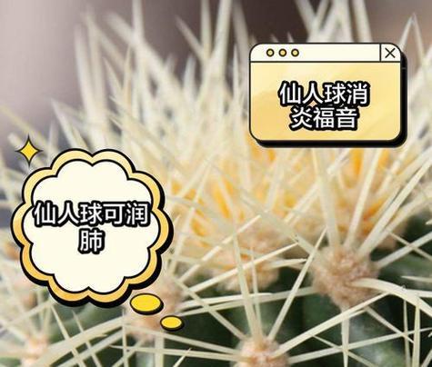 彩草仙人球扦插后如何确保成活率？
