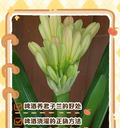 君子兰浇根使用的爆芽素有何作用？