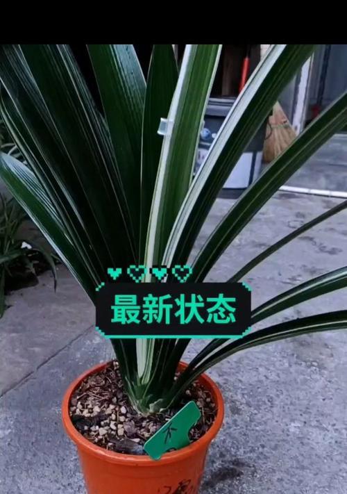君子兰彩兰光照不足时应如何处理？