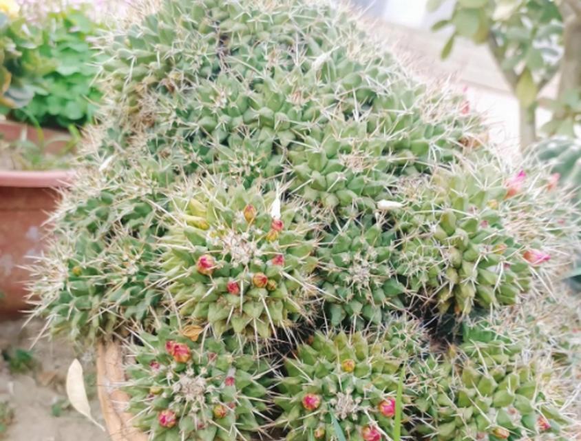 仙人球开花困难的原因及解决办法是什么？
