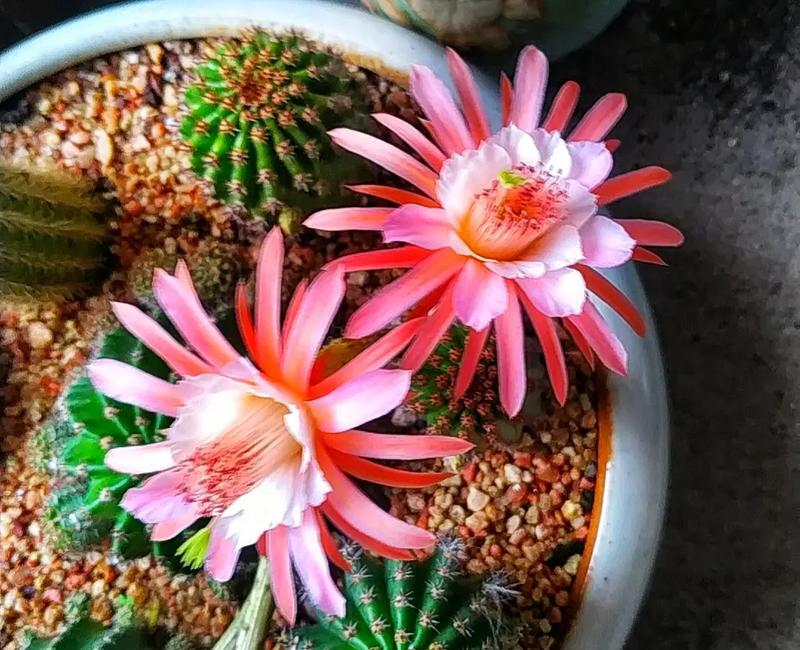 仙人球开花困难的原因及解决办法是什么？