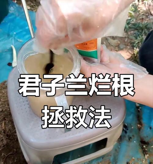 君子兰出现烂叶烂根的原因及处理方法是什么？