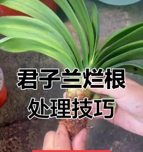 君子兰出现烂叶烂根的原因及处理方法是什么？