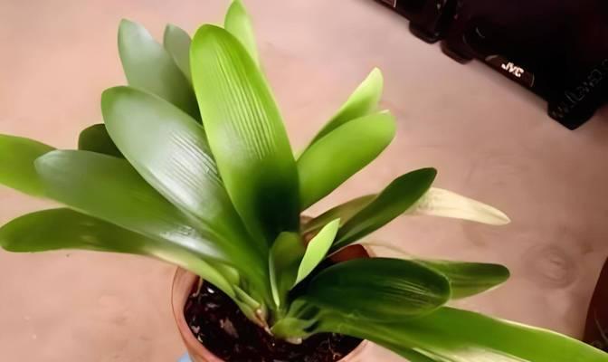 园土种植君子兰的利弊及正确养护方法是什么？