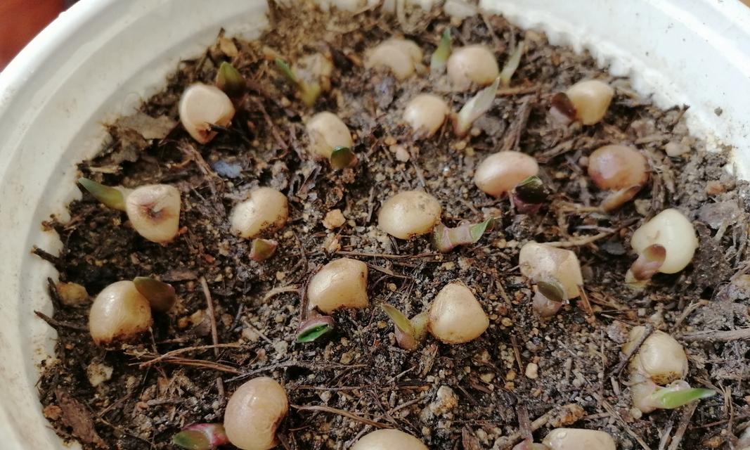 园土种植君子兰的利弊及正确养护方法是什么？