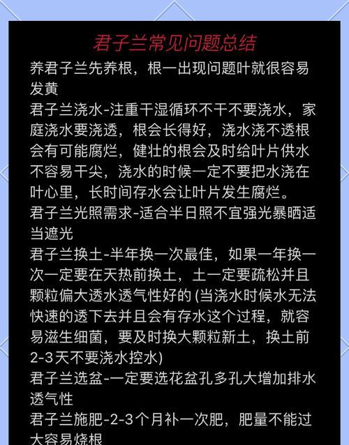 大规模君子兰养护的秘诀是什么？