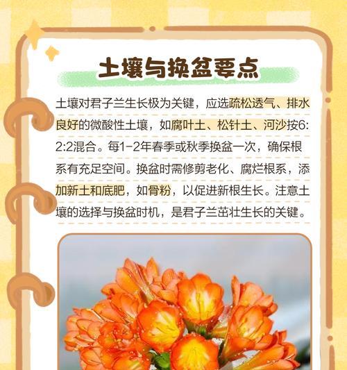 大规模君子兰养护的秘诀是什么？