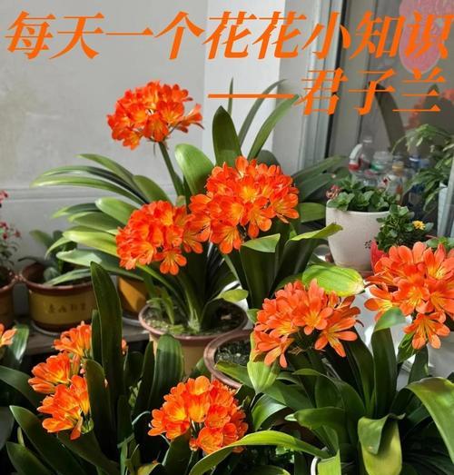大规模君子兰养护的秘诀是什么？