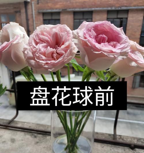 玫瑰花出现蔫萎的原因及解决措施是什么？
