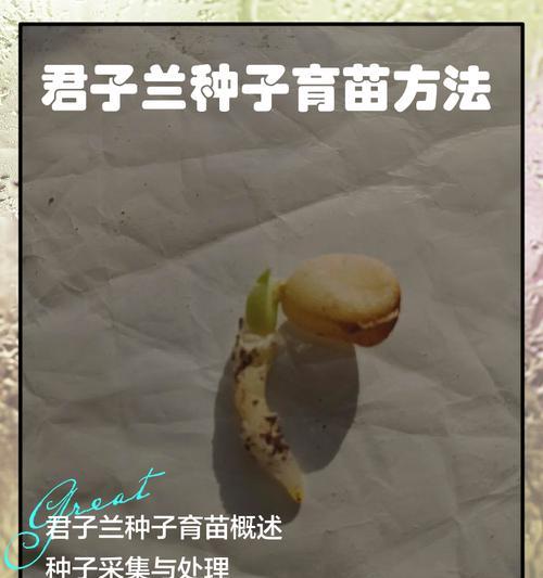 君子兰施肥时鸡蛋的正确使用方法是什么？
