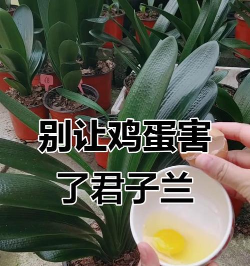君子兰施肥时鸡蛋的正确使用方法是什么？