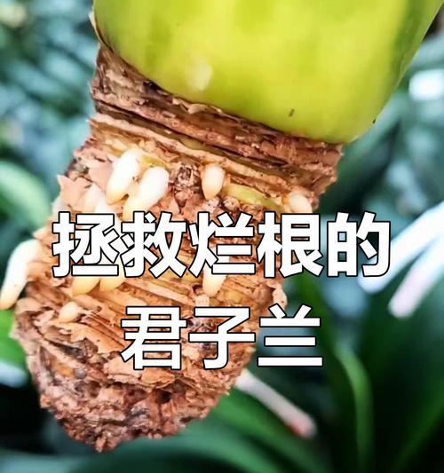 歪根君子兰的栽种技巧和注意事项是什么？