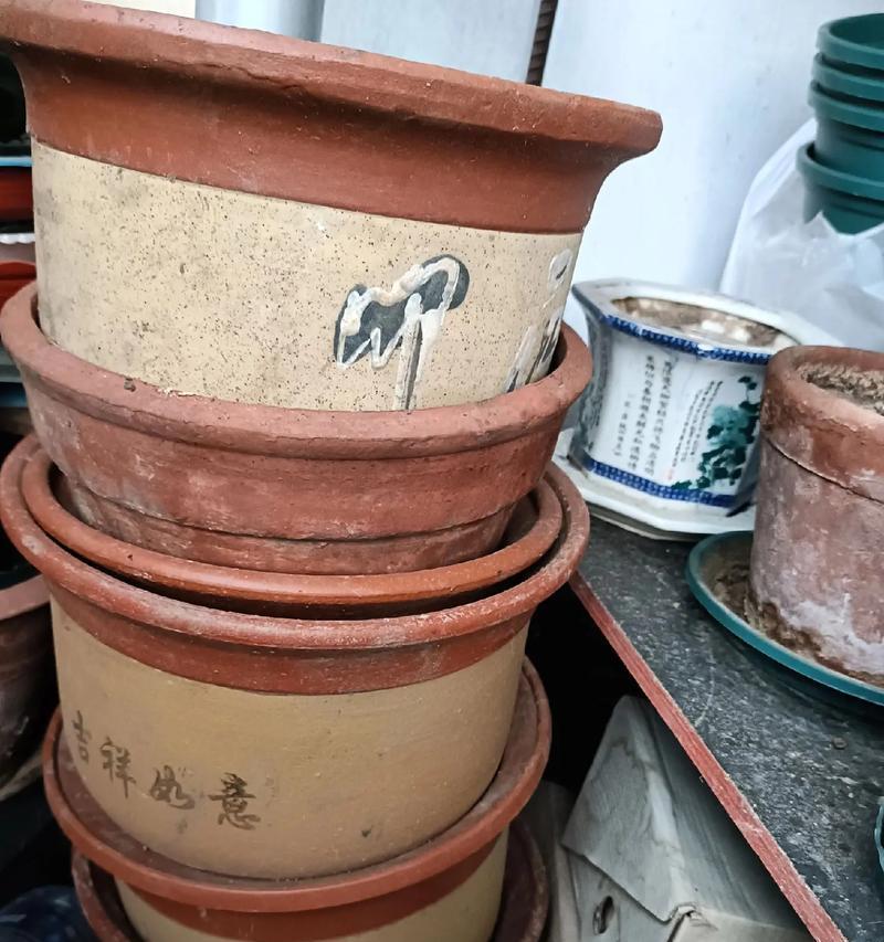 使用塑料盆育苗君子兰的优缺点及养护方法是什么？
