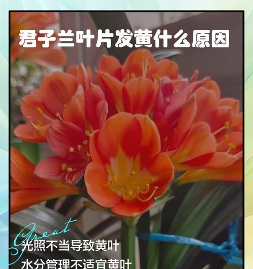 君子兰黄色花小苗的养护要点是什么？