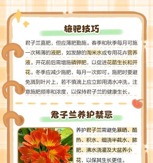 君子兰黄色花小苗的养护要点是什么？