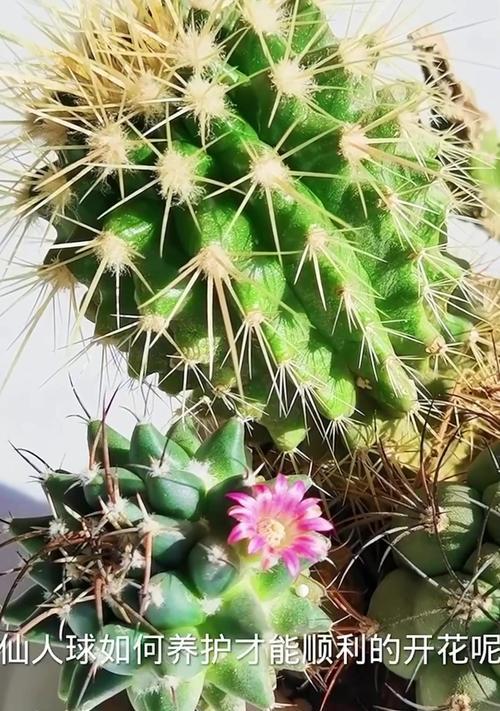 仙人球的正确养护方法有哪些？