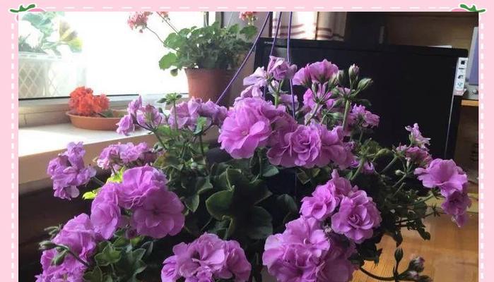 紫色玫瑰花小盆栽的养护技巧是什么？