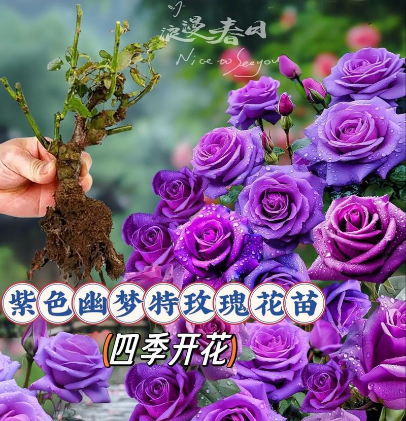 紫色玫瑰花小盆栽的养护技巧是什么？