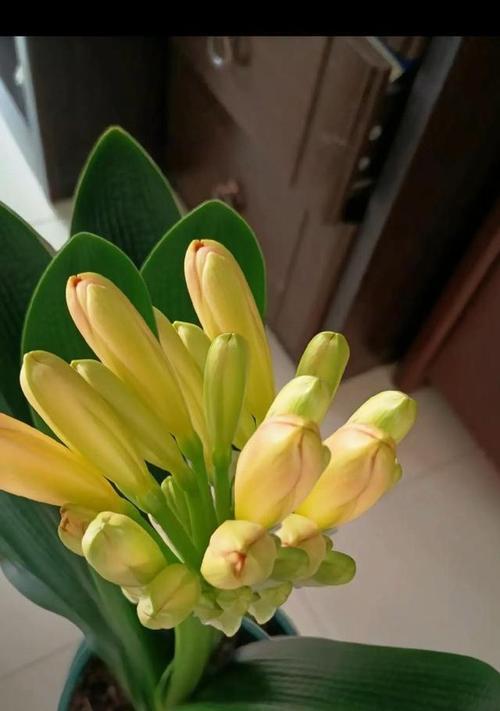 老宋的君子兰开花秘诀是什么？