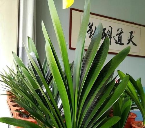 老宋的君子兰开花秘诀是什么？