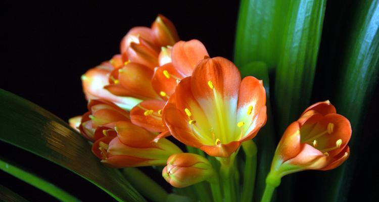 老宋的君子兰开花秘诀是什么？