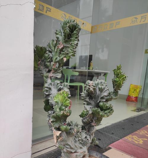 仙人掌麒麟的正确养殖步骤有哪些？