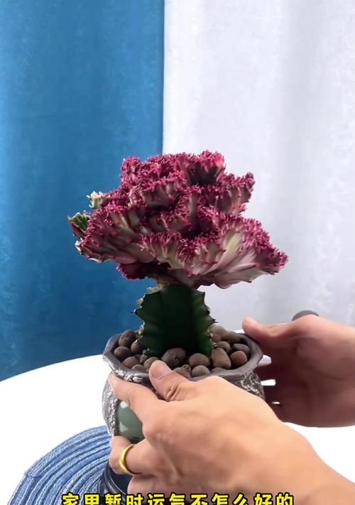 仙人掌麒麟的正确养殖步骤有哪些？